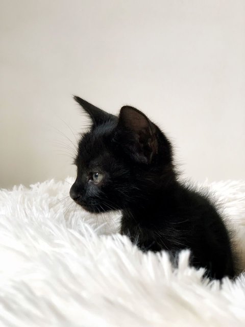 T’challa - Domestic Short Hair Cat