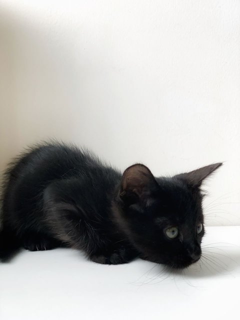 T’challa - Domestic Short Hair Cat