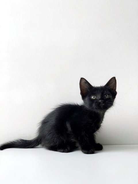 T’challa - Domestic Short Hair Cat