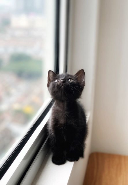 T’challa - Domestic Short Hair Cat