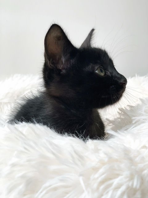 T’challa - Domestic Short Hair Cat