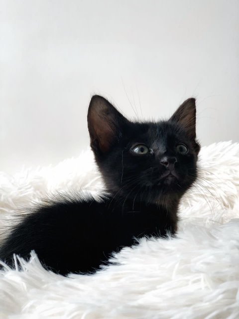 T’challa - Domestic Short Hair Cat