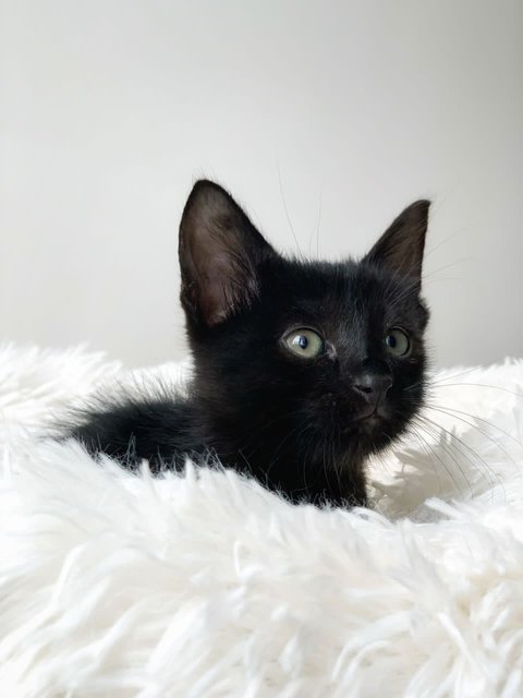 T’challa - Domestic Short Hair Cat