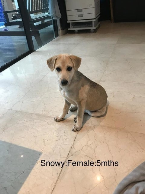 Snowy - Mixed Breed Dog