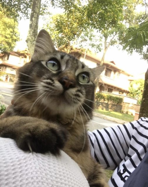 Fuzzy - Domestic Long Hair Cat