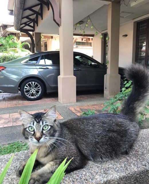 Fuzzy - Domestic Long Hair Cat