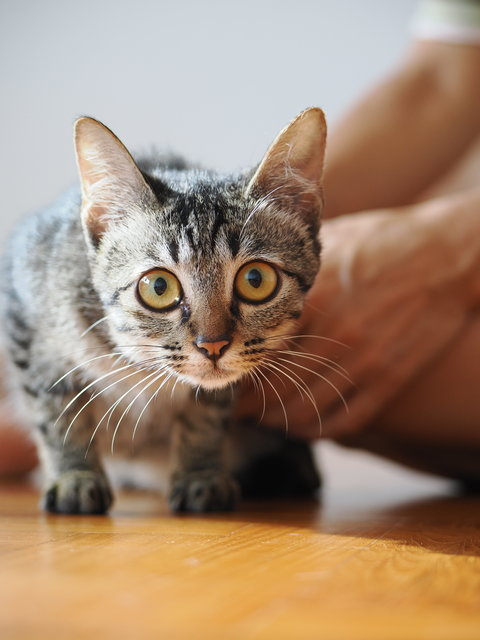 Arya - Domestic Short Hair Cat