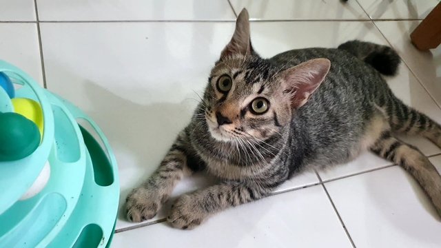 Bean - Domestic Short Hair Cat