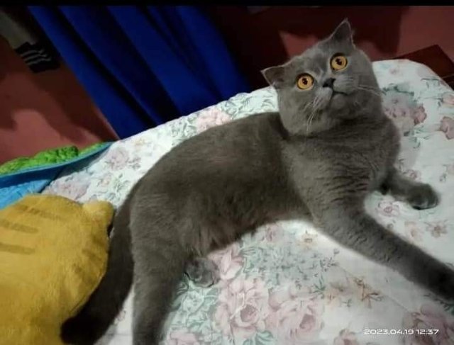 Ucop - British Shorthair + Scottish Fold Cat