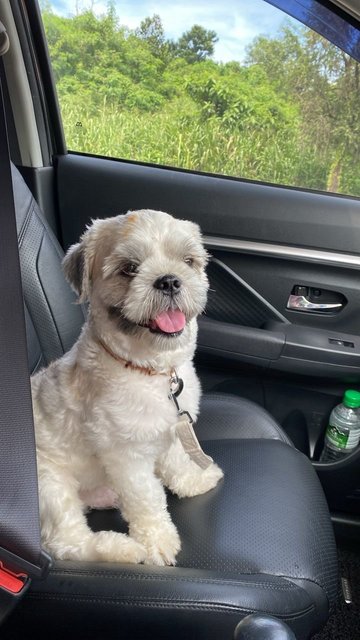 Teddy (V) - Shih Tzu Dog