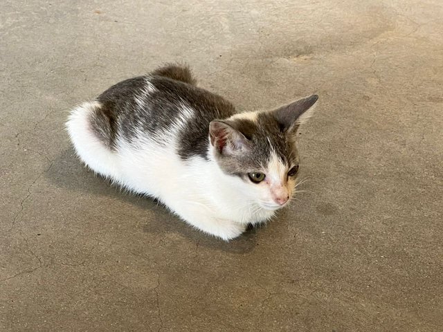 Gymnast Kitty - Domestic Short Hair Cat