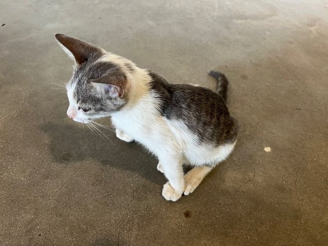 Gymnast Kitty - Domestic Short Hair Cat