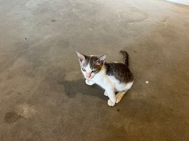 Gymnast Kitty - Domestic Short Hair Cat