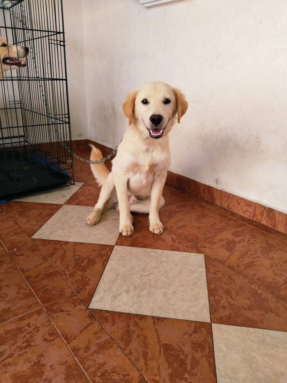 Raavan - Mixed Breed Dog