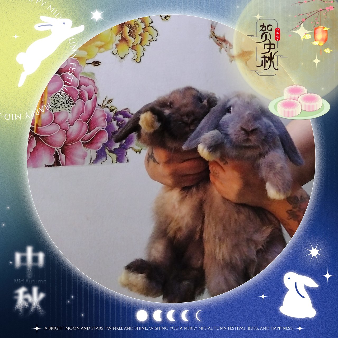 Mini And Choco - Holland Lop Rabbit