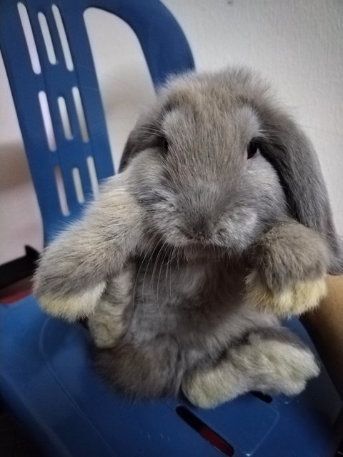 Mini And Choco - Holland Lop Rabbit