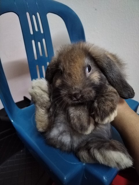 Mini And Choco - Holland Lop Rabbit