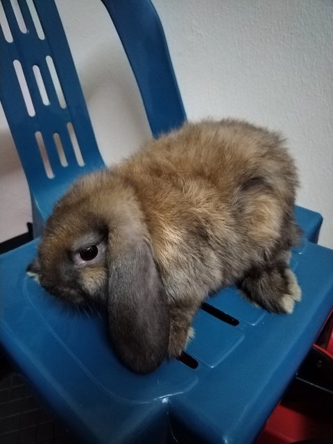 Mini And Choco - Holland Lop Rabbit