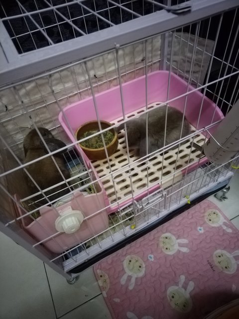 Mini And Choco - Holland Lop Rabbit