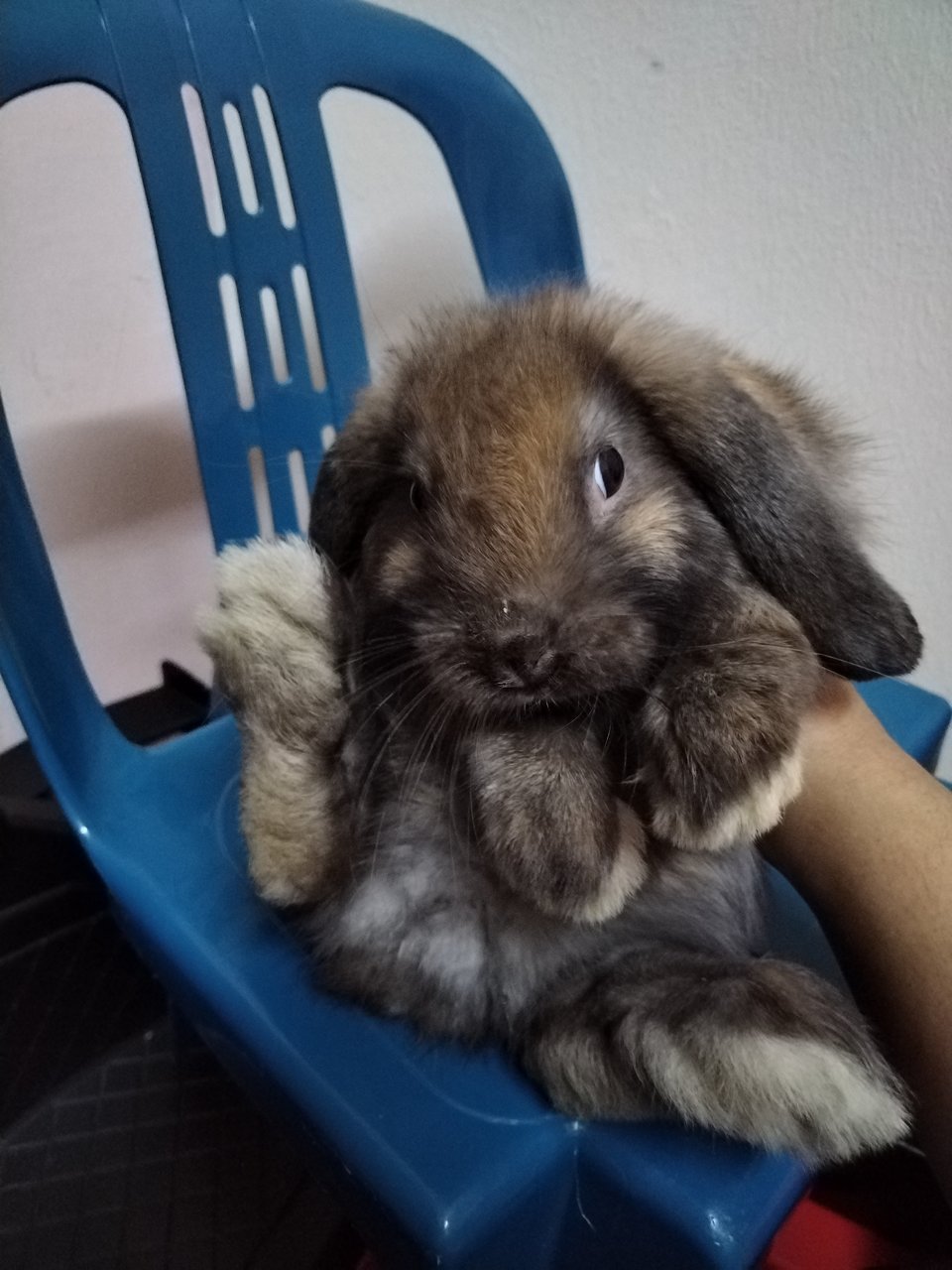 Mini /choco - Holland Lop Rabbit