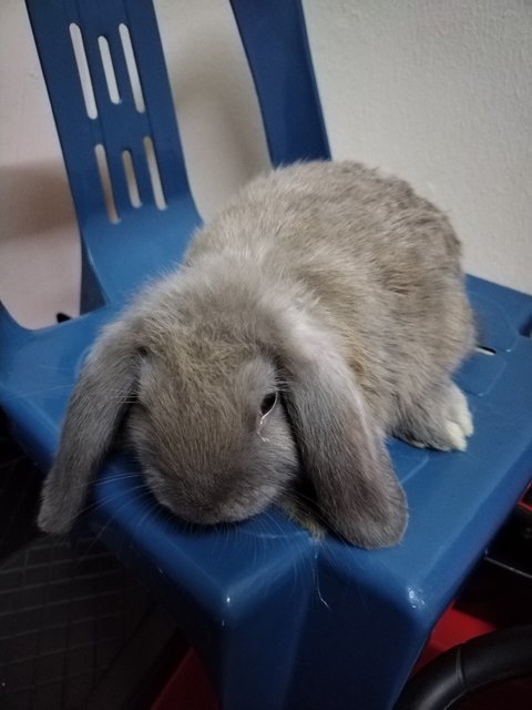 Mini /choco - Holland Lop Rabbit