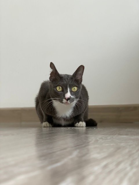 Cinderella - Domestic Short Hair Cat