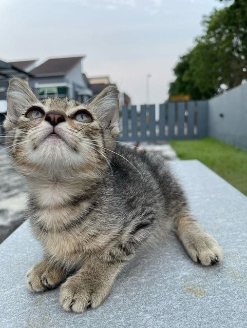 Moon - Domestic Short Hair Cat