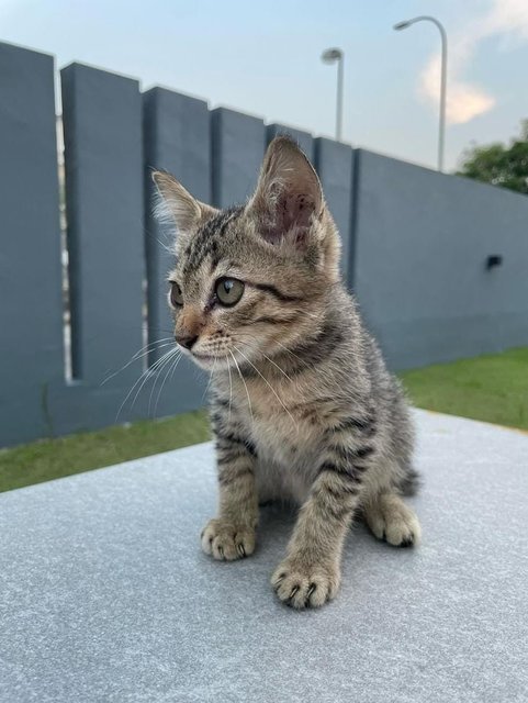 Moon - Domestic Short Hair Cat