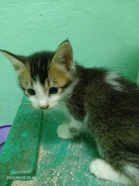 2nd Kitten (Lao Er)