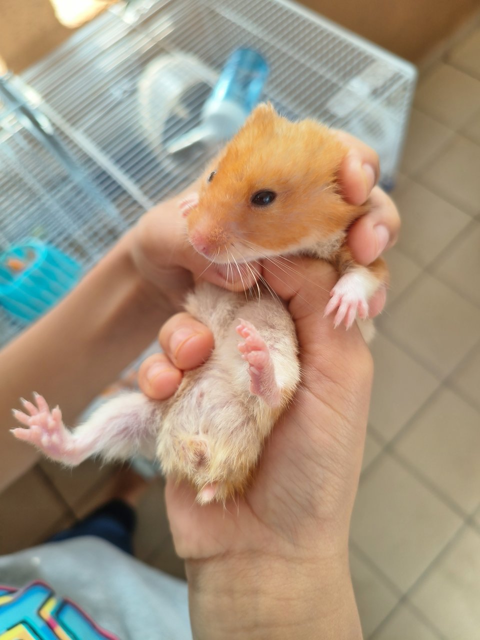 PF129393 - Syrian / Golden Hamster Hamster