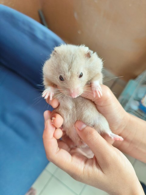 PF129393 - Syrian / Golden Hamster Hamster