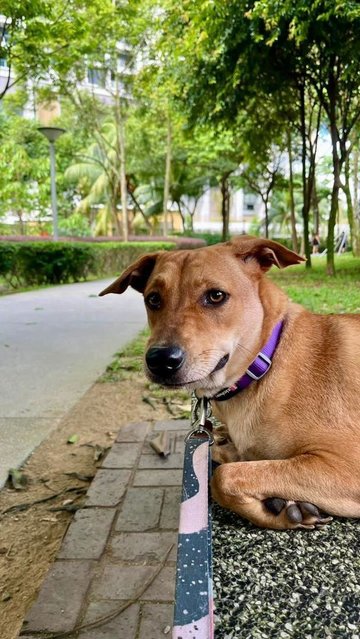 Mandy - Labrador Retriever Mix Dog