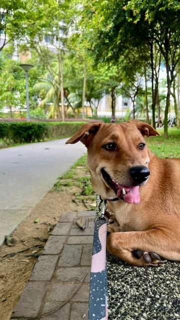 Mandy - Labrador Retriever Mix Dog