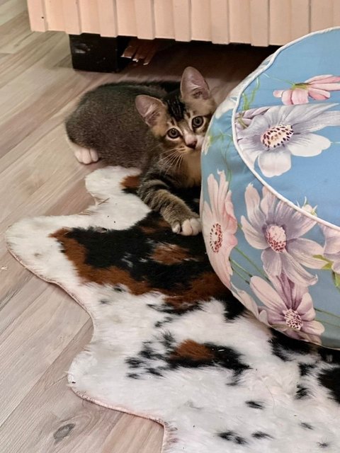 4 Sweet Babies - Domestic Short Hair Cat