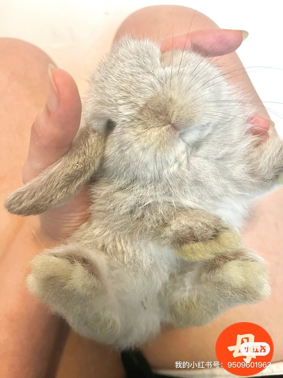 Tobie  - Holland Lop Rabbit