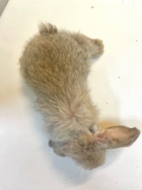 Tobie  - Holland Lop Rabbit