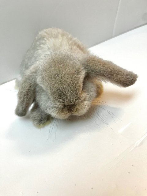 Tobie  - Holland Lop Rabbit