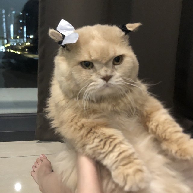 Deo - Persian Cat