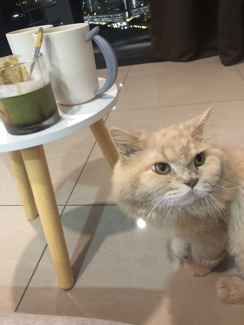 Deo - Persian Cat