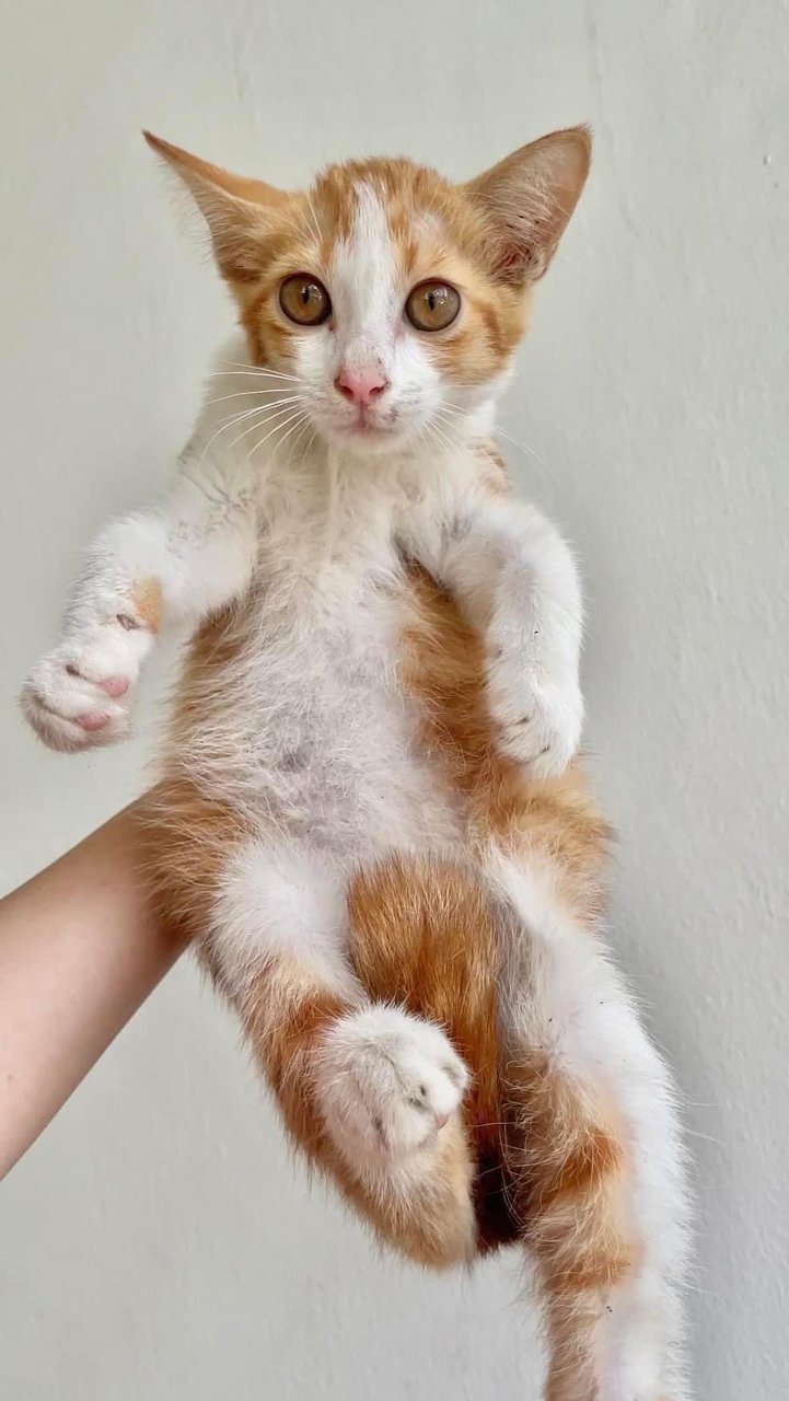 Orange Peel (Fka Apollo) - Domestic Medium Hair + Tabby Cat