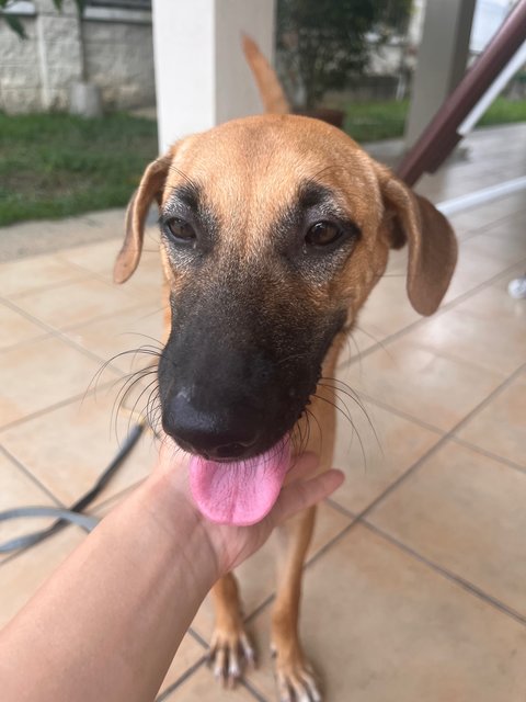 Fuzhok - Mixed Breed Dog