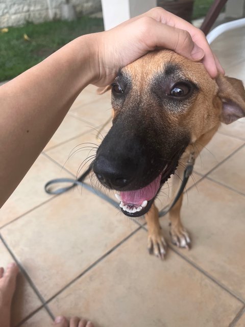 Fuzhok - Mixed Breed Dog