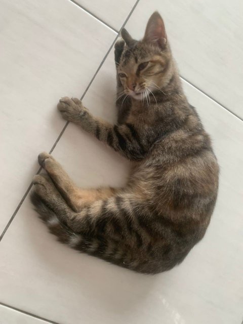 Marble - Bengal Cat