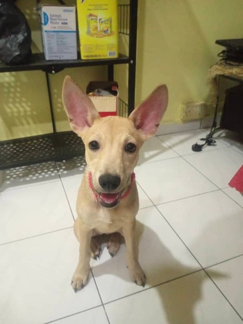 Paru - Mixed Breed Dog