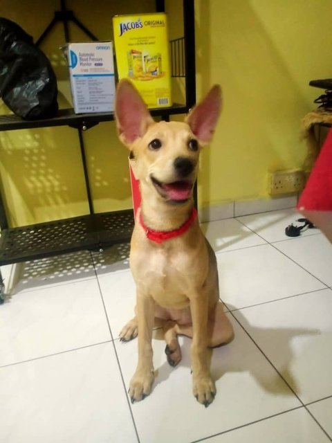 Paru - Mixed Breed Dog