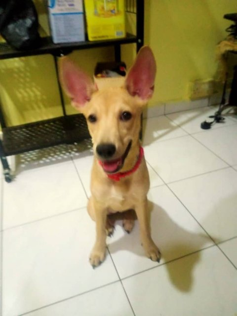 Paru - Mixed Breed Dog