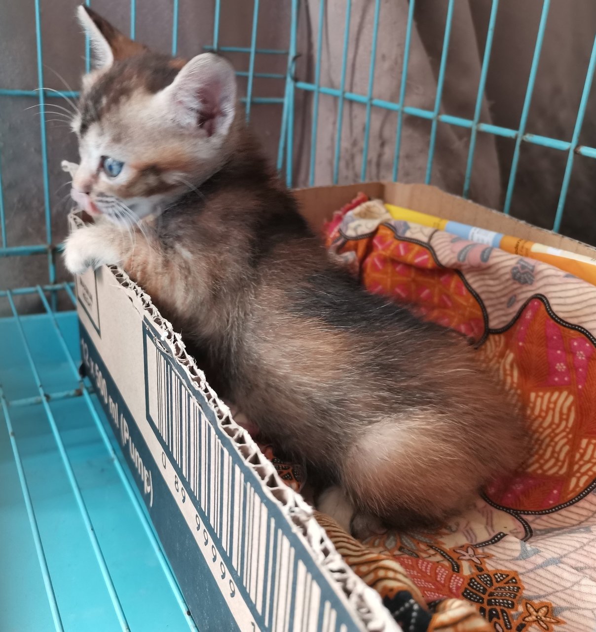 Baby T - Domestic Short Hair + Calico Cat