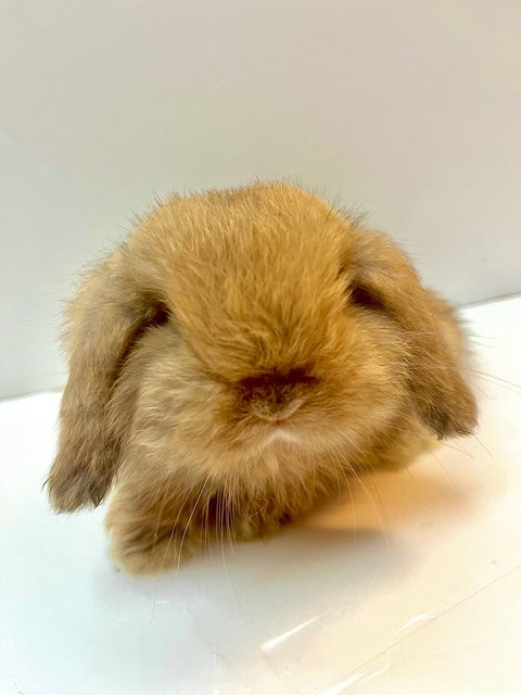 Milktea  - Holland Lop Rabbit