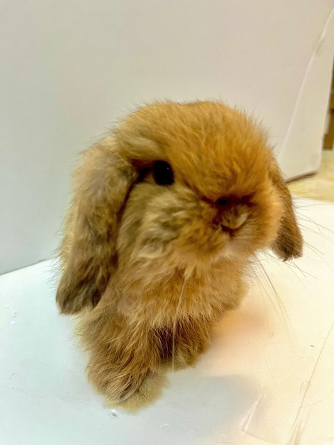 Milktea  - Holland Lop Rabbit