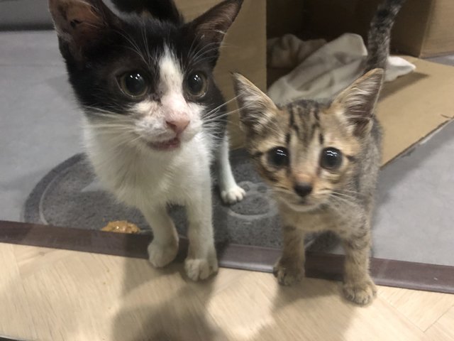 Hefner (Left) And Jimmy (Right)  - Domestic Short Hair Cat